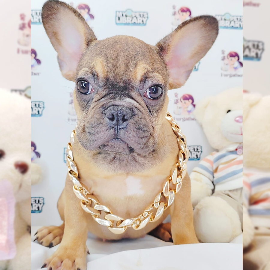 French Bulldog Puppy (Female) For Sale