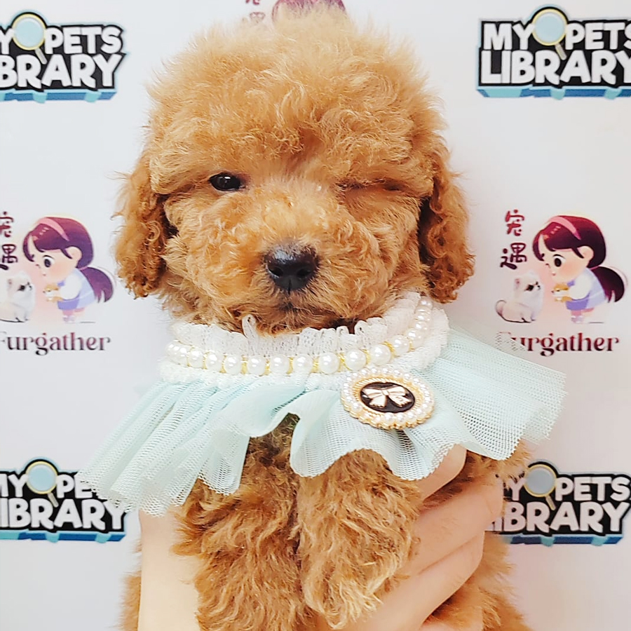 Toy Poodle Puppy (Female) For Sale