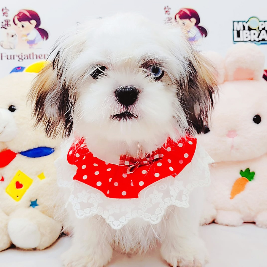 Shih Tzu Puppy (Female) For Sale