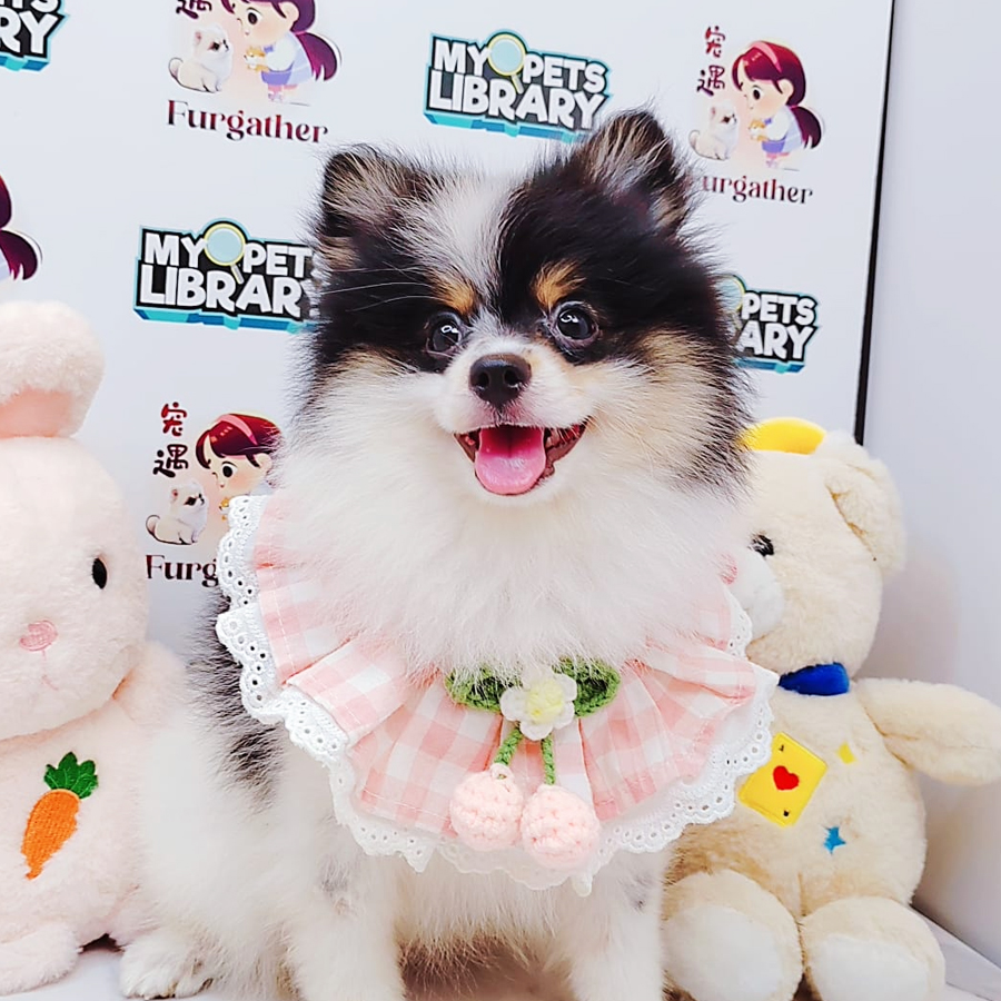 Pomeranian Puppy (Female) For Sale