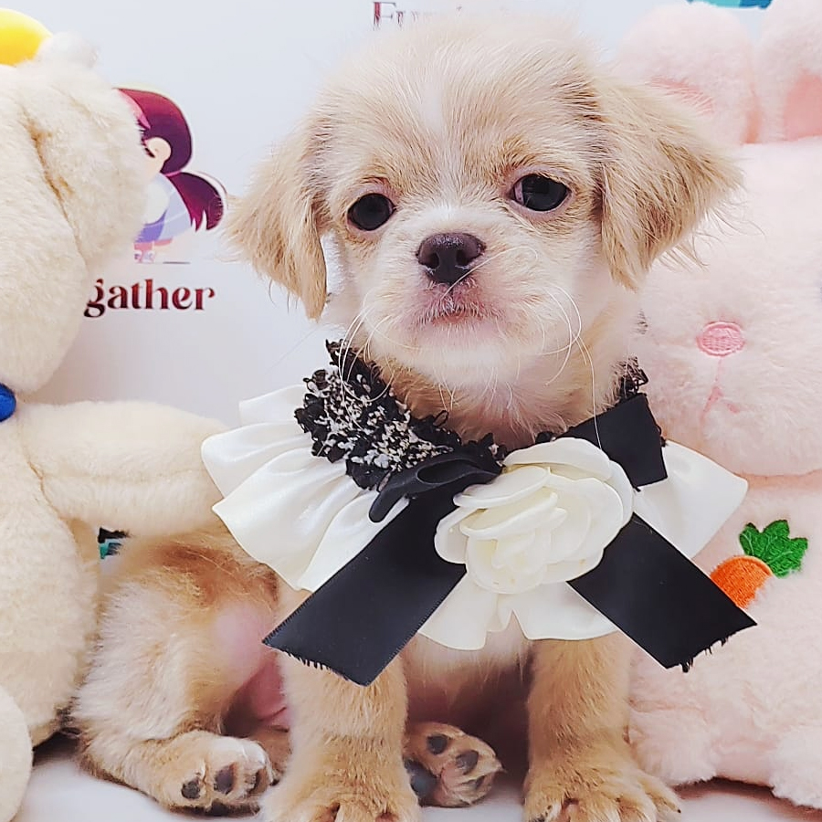 Peekapoo Puppy (Male) For Sale