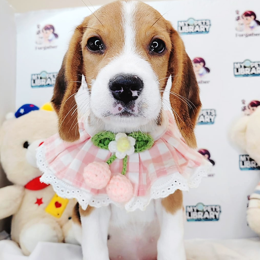 Beagle Puppy (Male) For Sale