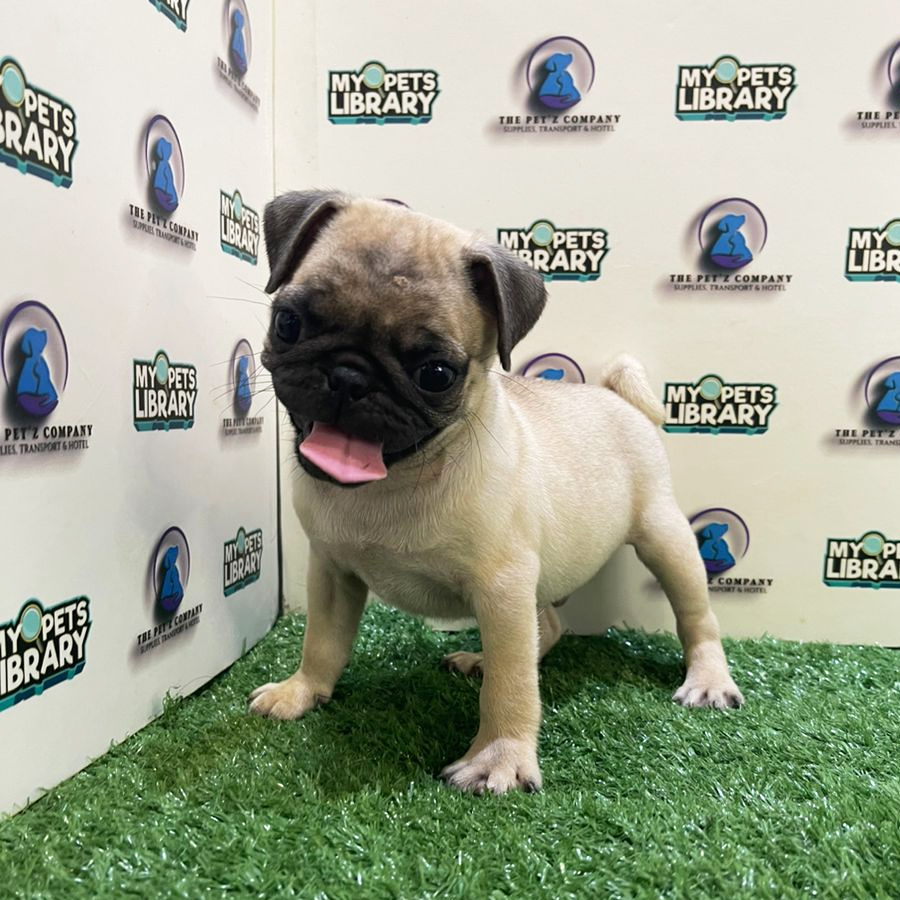 Pug Puppy (Male) For Sale