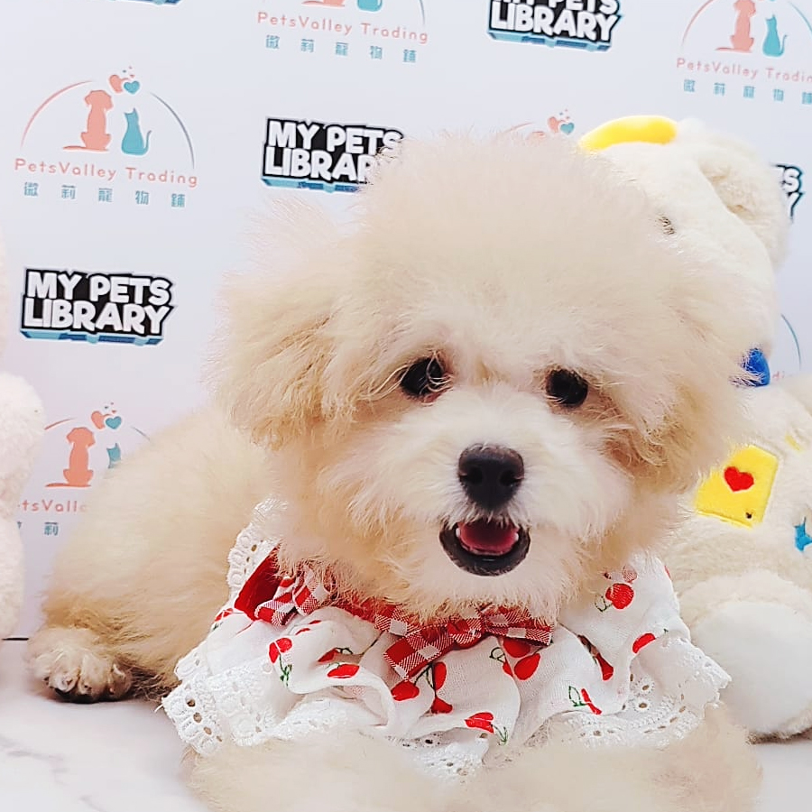 Maltipoo Puppy (Female) For Sale