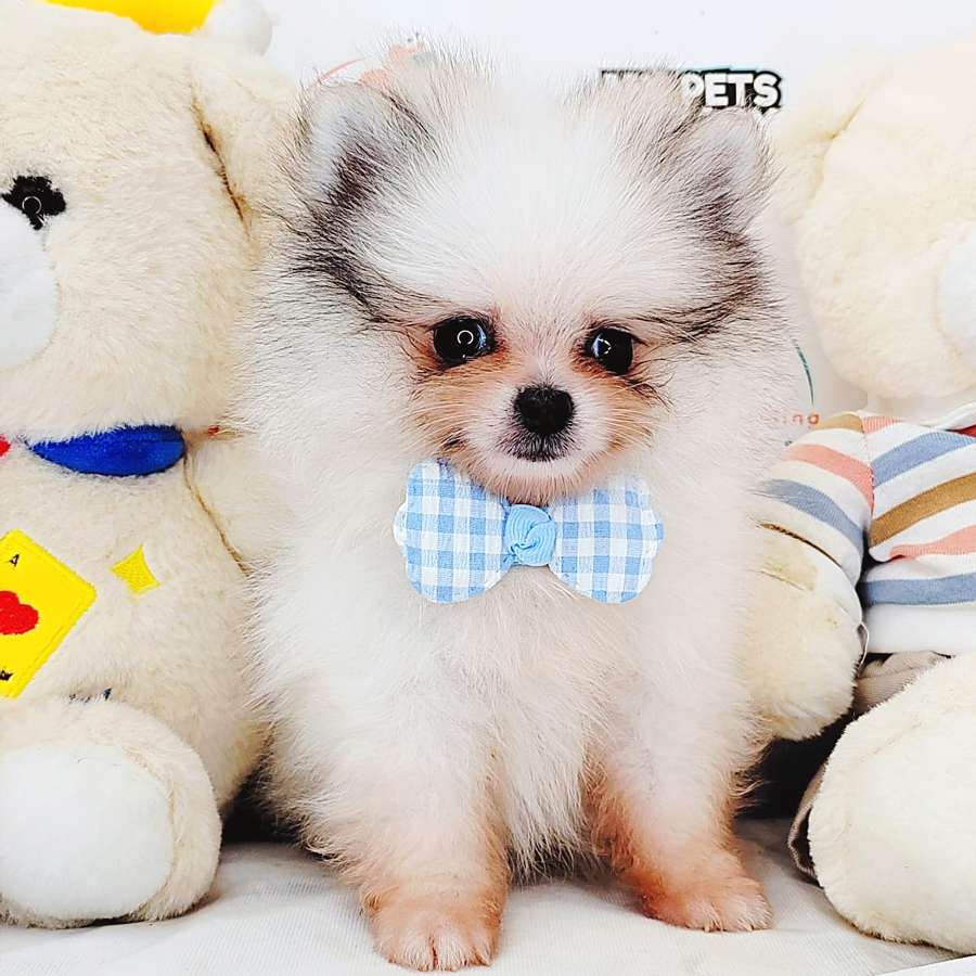 Teacup Pomeranian Puppy (Male) For Sale