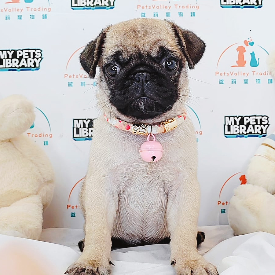 Pug Puppy (Female) For Sale