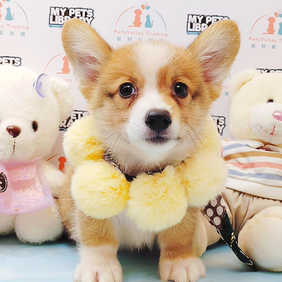 Welsh Corgi Puppy (Male) For Sale