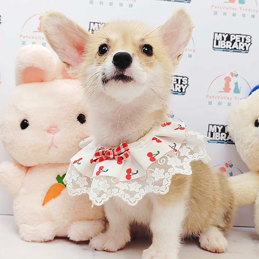 Welsh Corgi Puppy (Female) For Sale