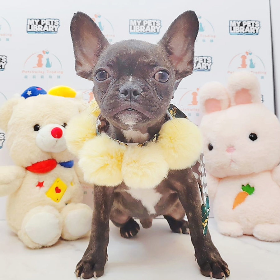 French Bulldog Puppy (Male) For Sale
