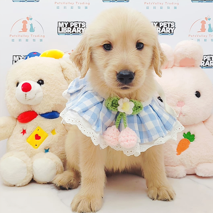 Golden Retriever Puppy (Male) For Sale