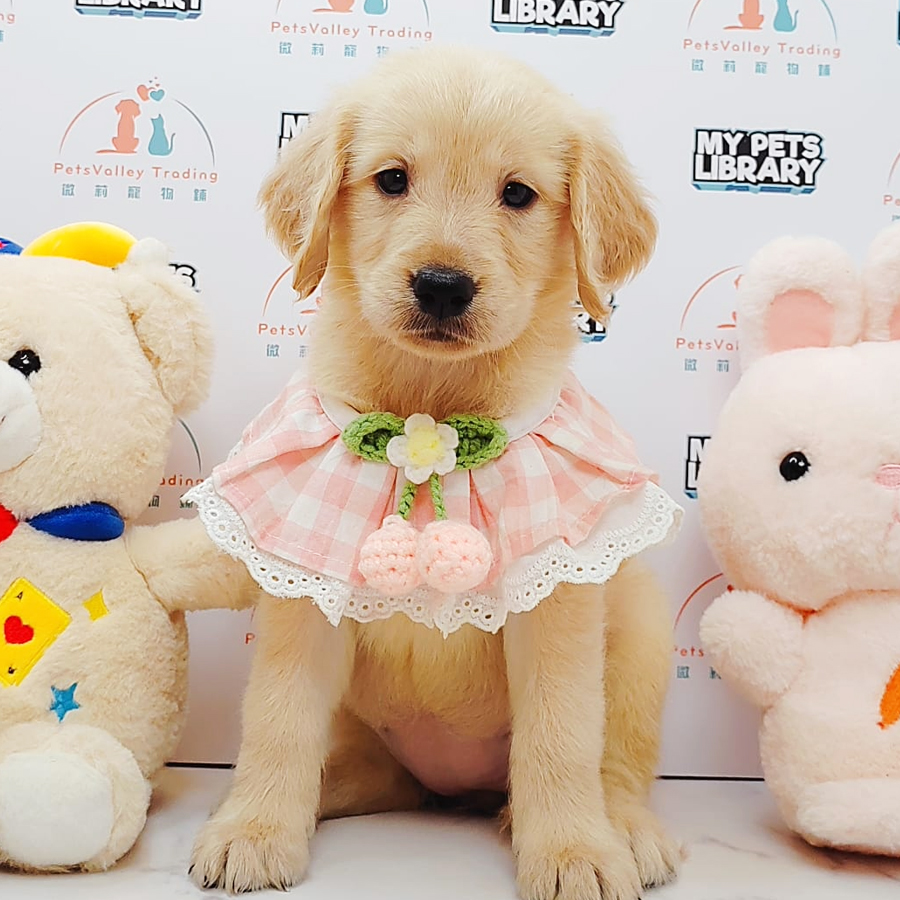 Golden Retriever Puppy (Female) For Sale