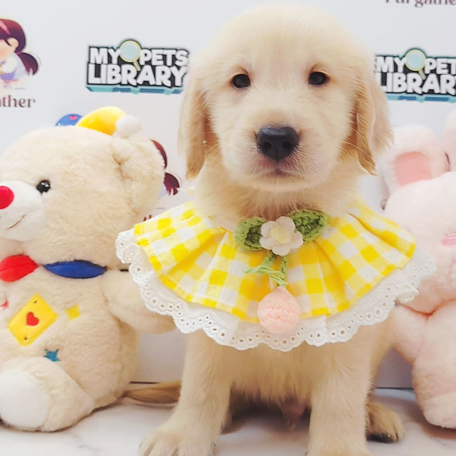 Golden Retriever Puppy (Male) For Sale