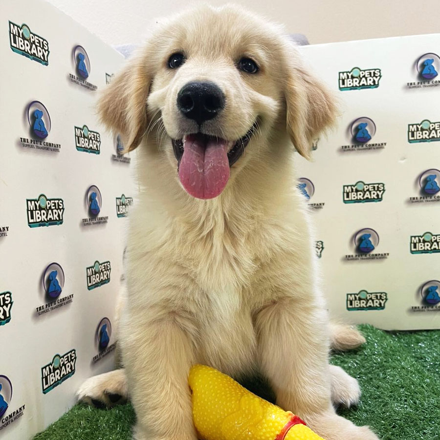 Golden Retriever Puppy (Male) For Sale