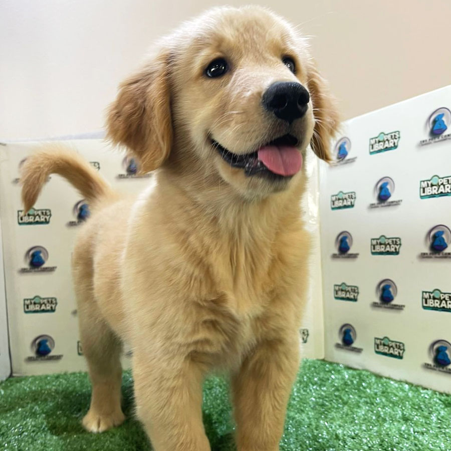 Golden Retriever Puppy (Female) For Sale