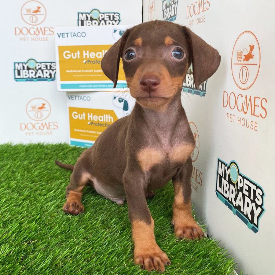 Miniature Dachshund Puppy (Male) For Sale