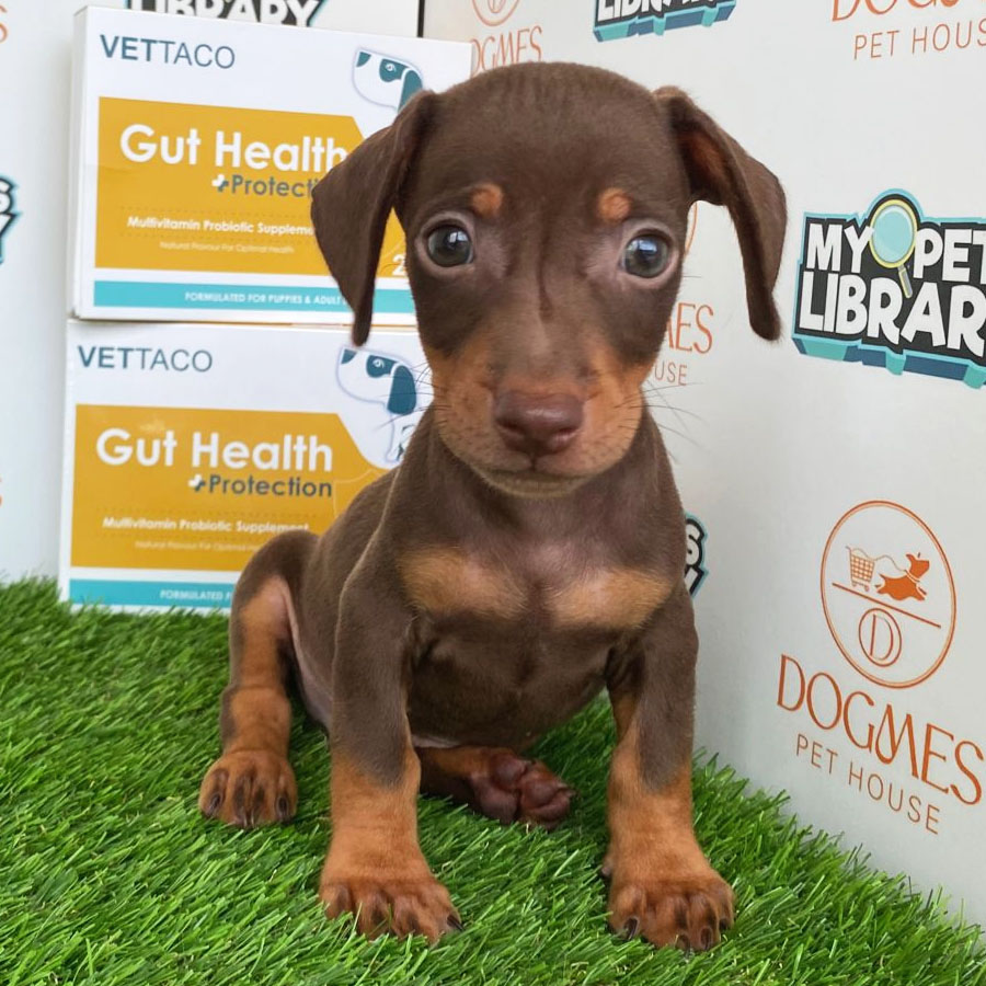 Miniature Dachshund Puppy (Male) For Sale