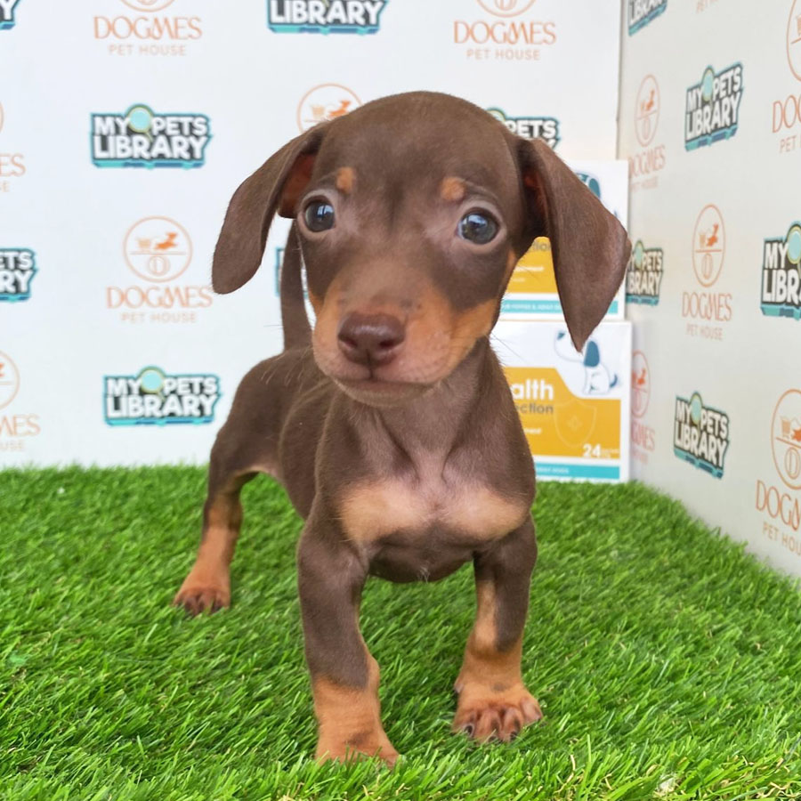 Miniature Dachshund Puppy (Male) For Sale