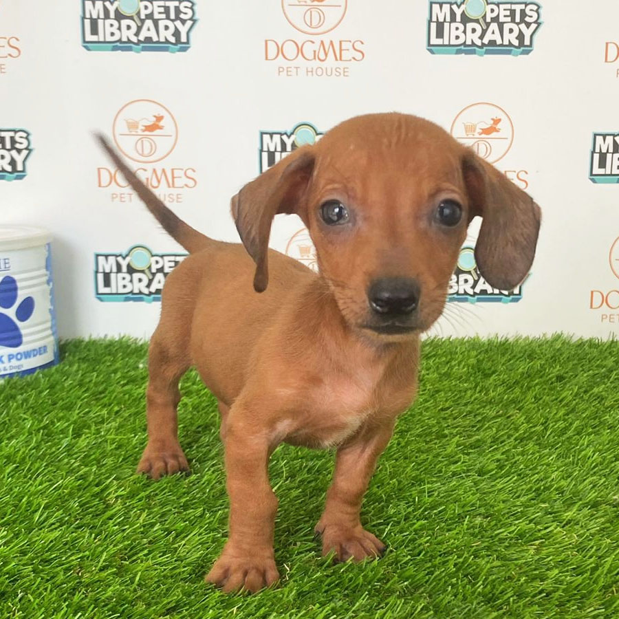 Miniature Dachshund Puppy (Male) For Sale