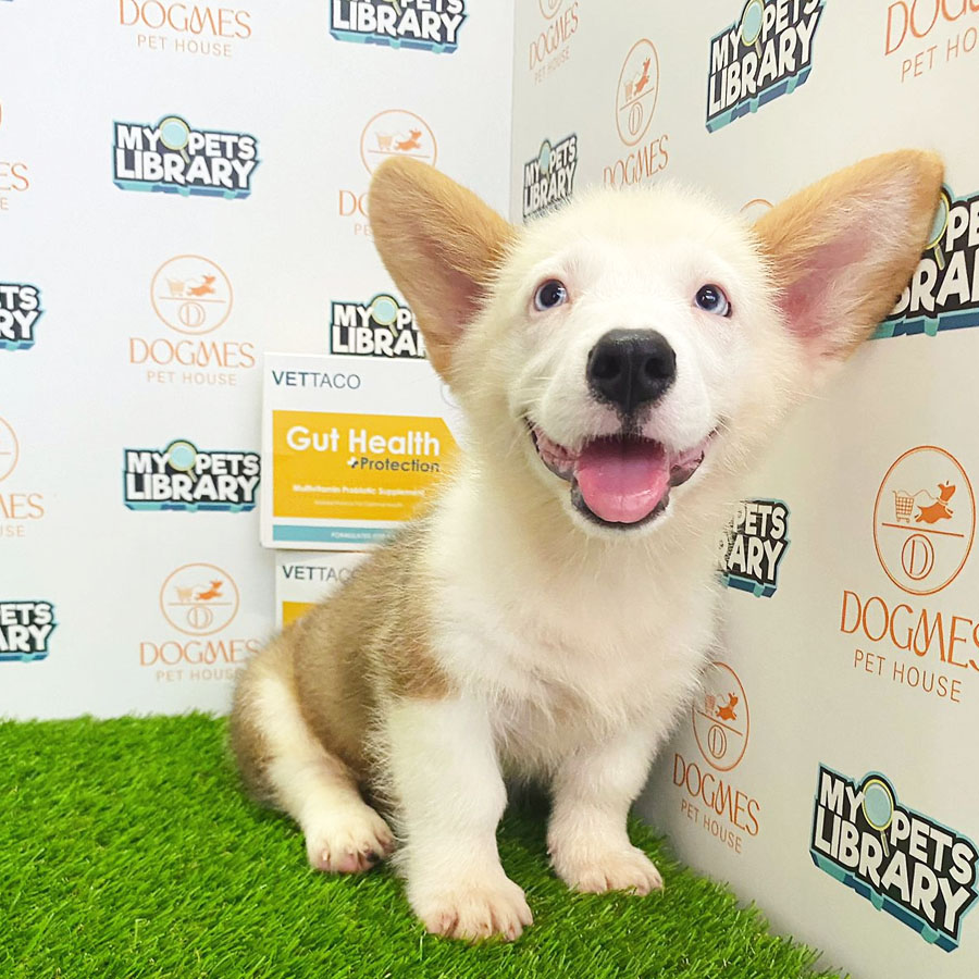 Welsh Corgi Puppy (Male) For Sale