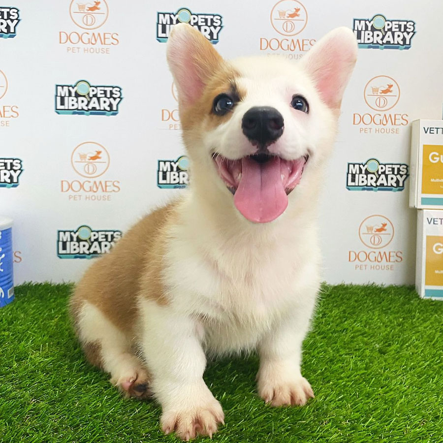 Welsh Corgi Puppy (Male) For Sale