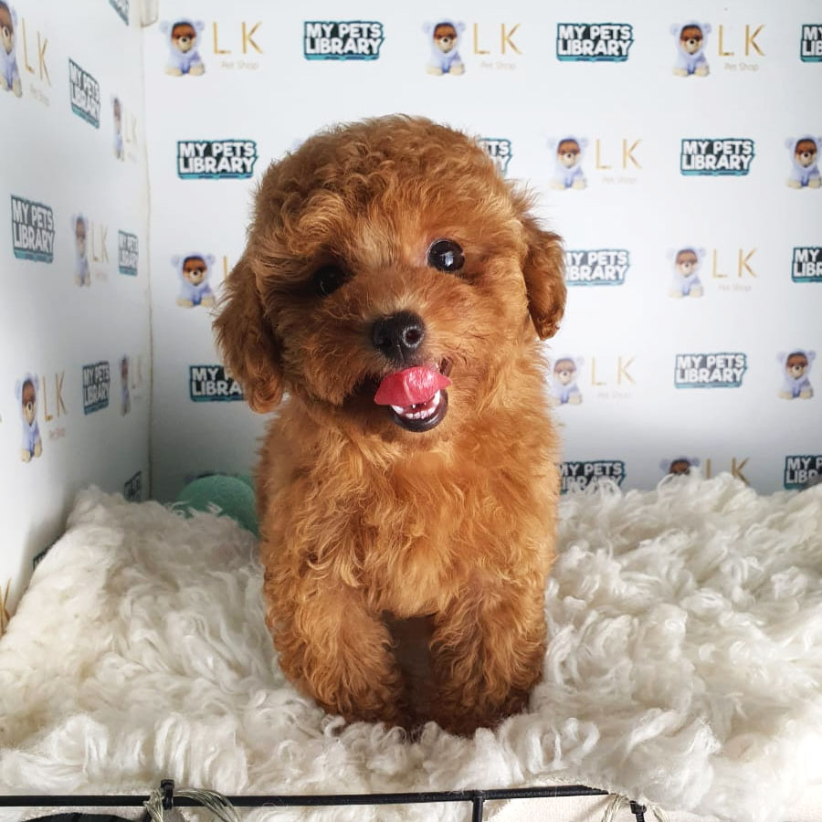 Toy Poodle Puppy (Female) For Sale