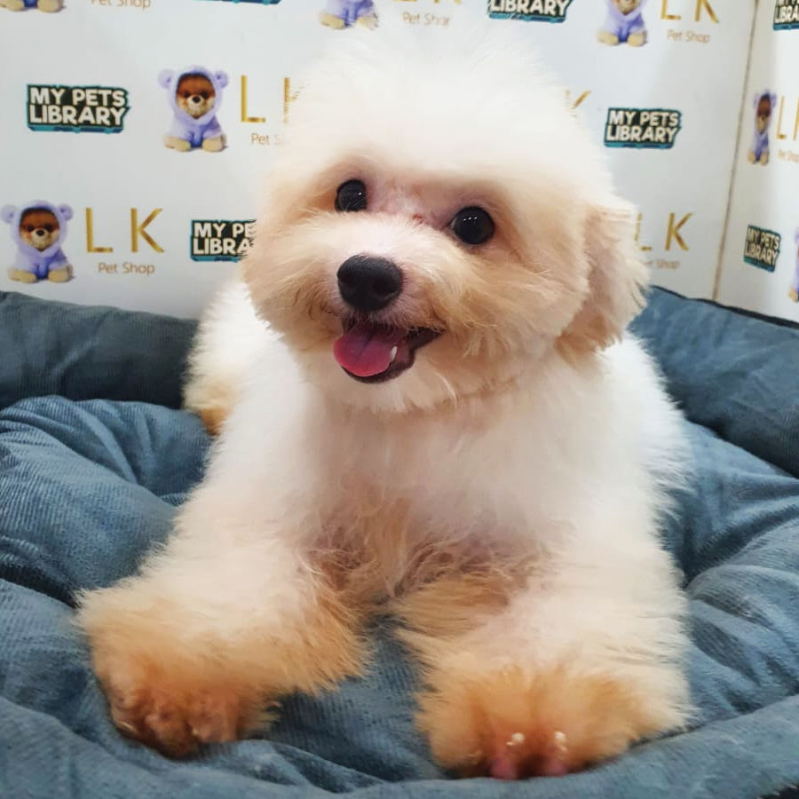 Maltipoo Puppy (Female) For Sale