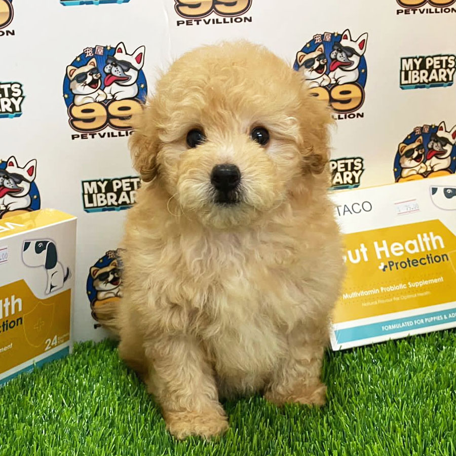 Toy Poodle Puppy (Male) For Sale