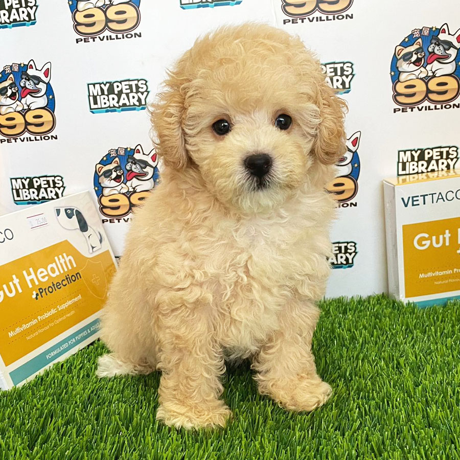 Toy Poodle Puppy (Male) For Sale