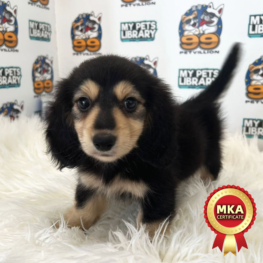 MKA Longcoat Miniature Dachshund Puppy (Male) For Sale