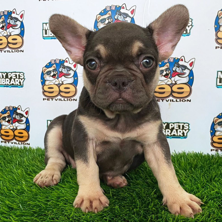 French Bulldog Puppy (Female) For Sale