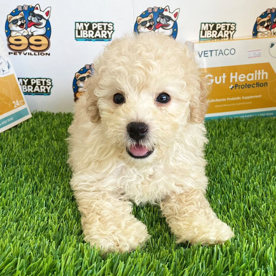 Toy Poodle Puppy (Male) For Sale