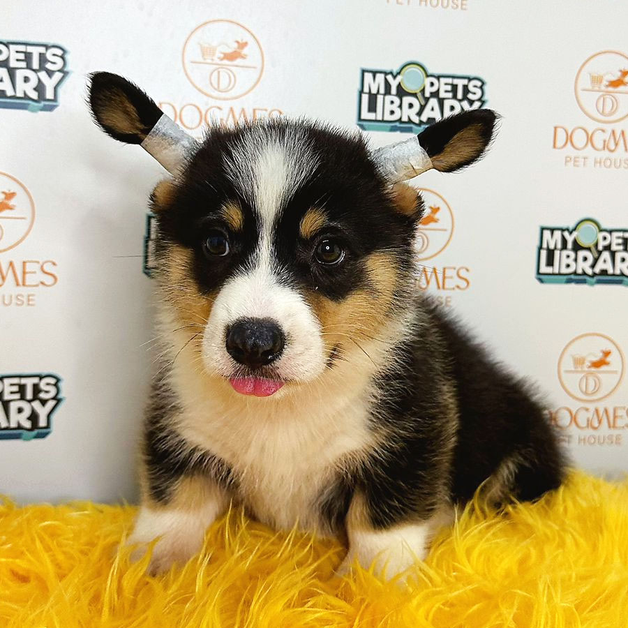 Welsh Corgi Puppy (Male) For Sale
