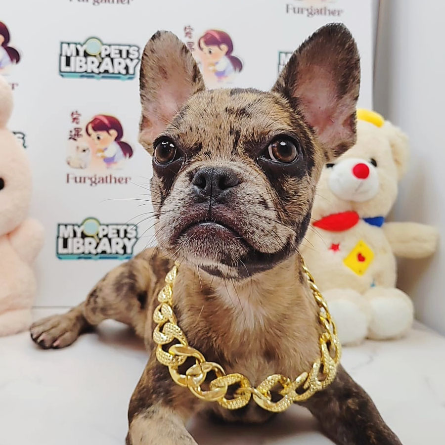 French Bulldog Puppy (Male) For Sale