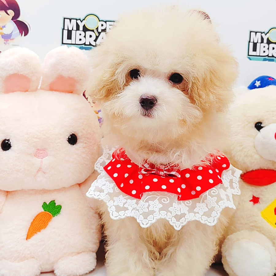 Maltipoo Puppy (Female) For Sale