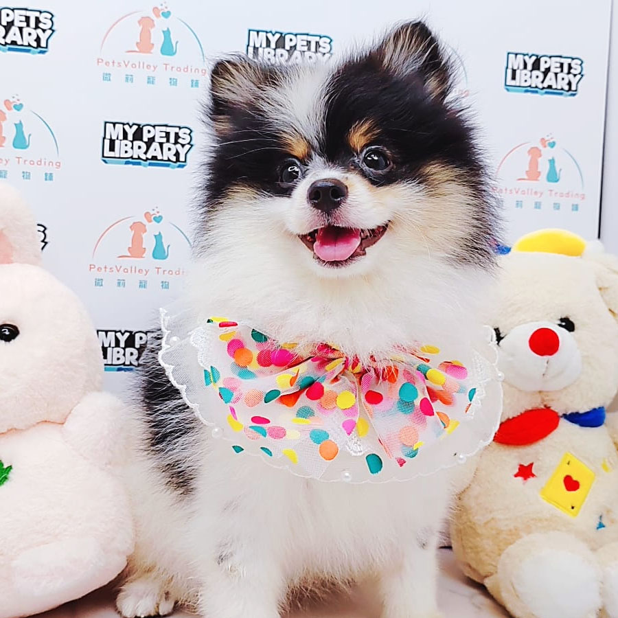 Pomeranian Puppy (Female) For Sale