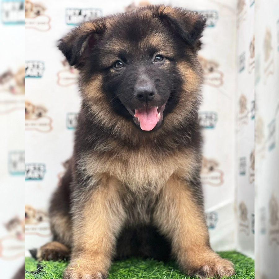 German Shepherd Puppy (Female) For Sale