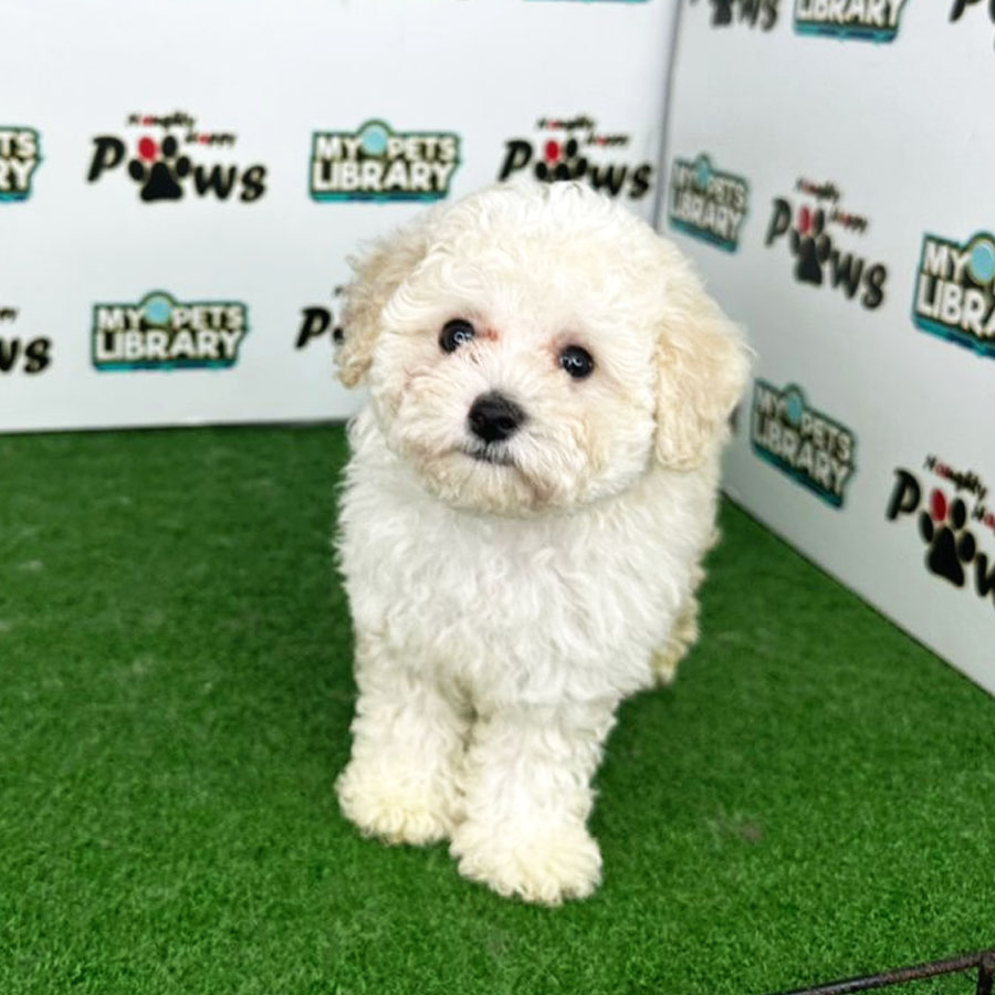 Toy Poodle Puppy (Male) For Sale