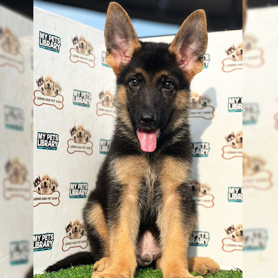 German Shepherd Puppy (Male) For Sale