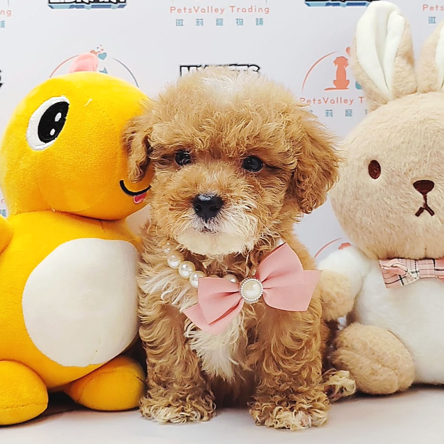 Maltipoo Puppy (Male) For Sale