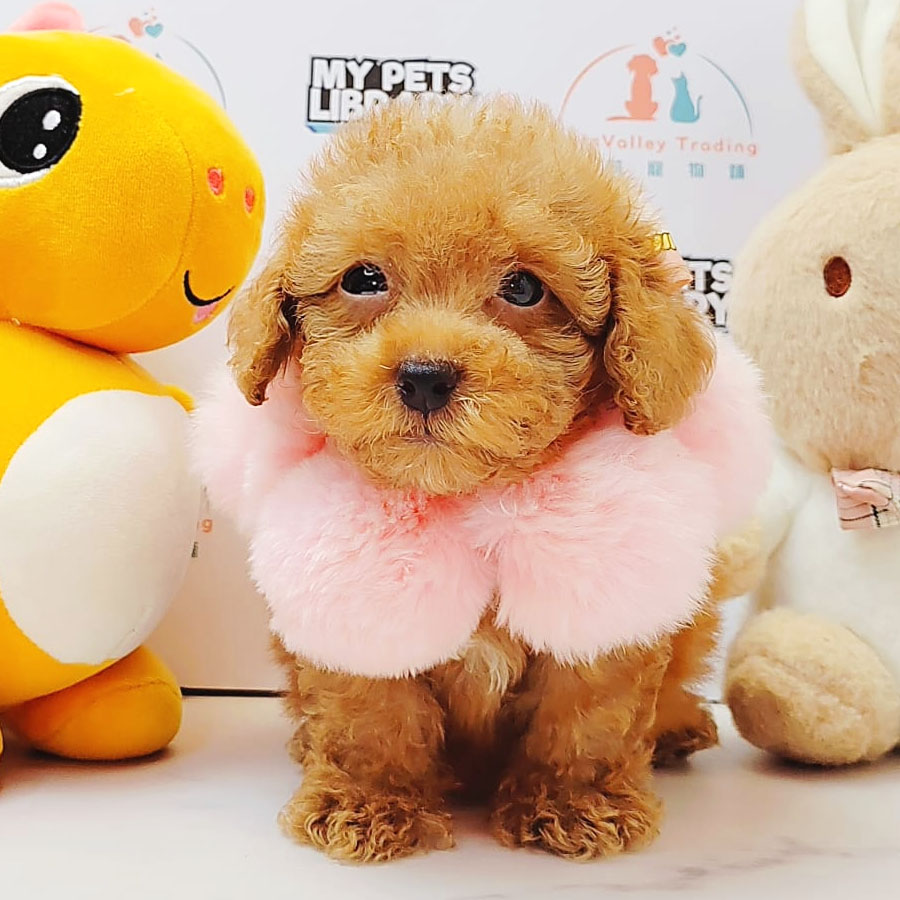 Tiny Poodle Puppy (Female) For Sale