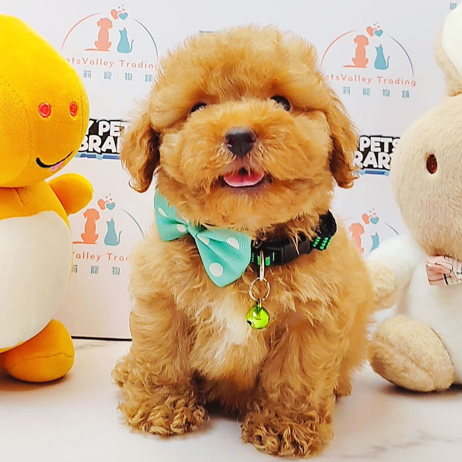 Tiny Poodle Puppy (Male) For Sale