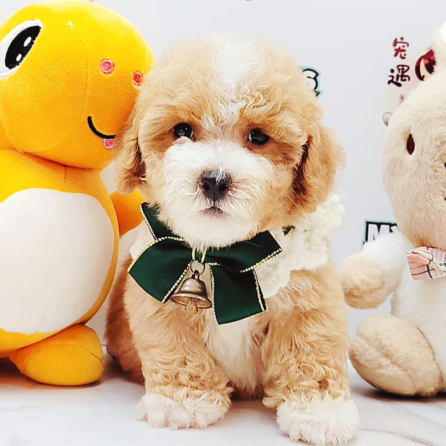 Maltipoo Puppy (Male) For Sale