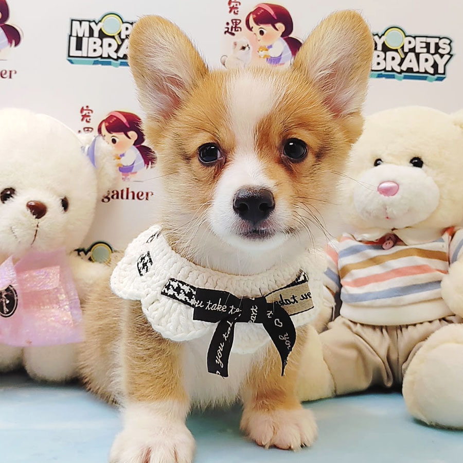 Welsh Corgi Puppy (Male) For Sale