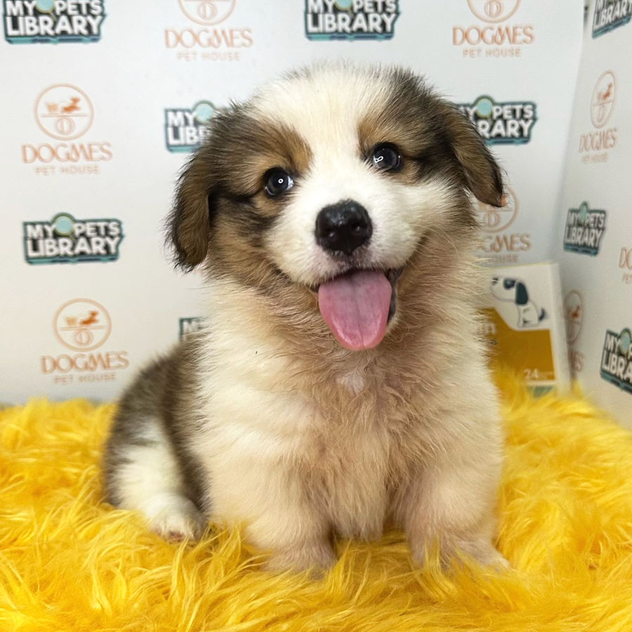 Welsh Corgi Puppy (Female) For Sale