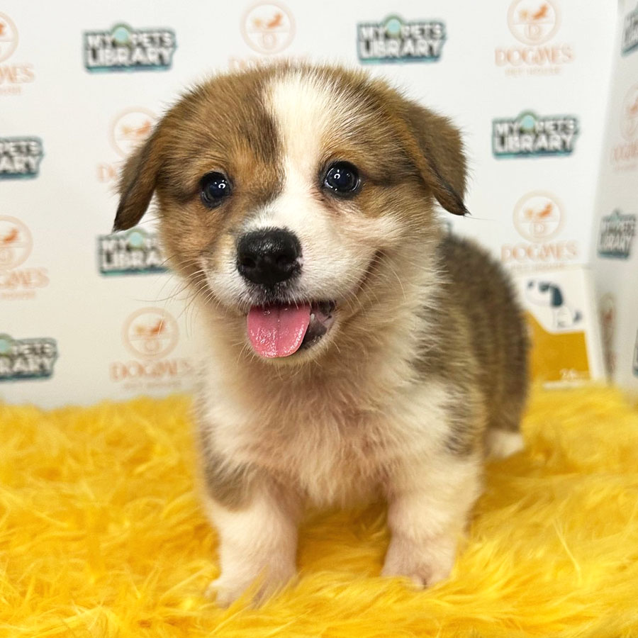 Welsh Corgi Puppy (Female) For Sale