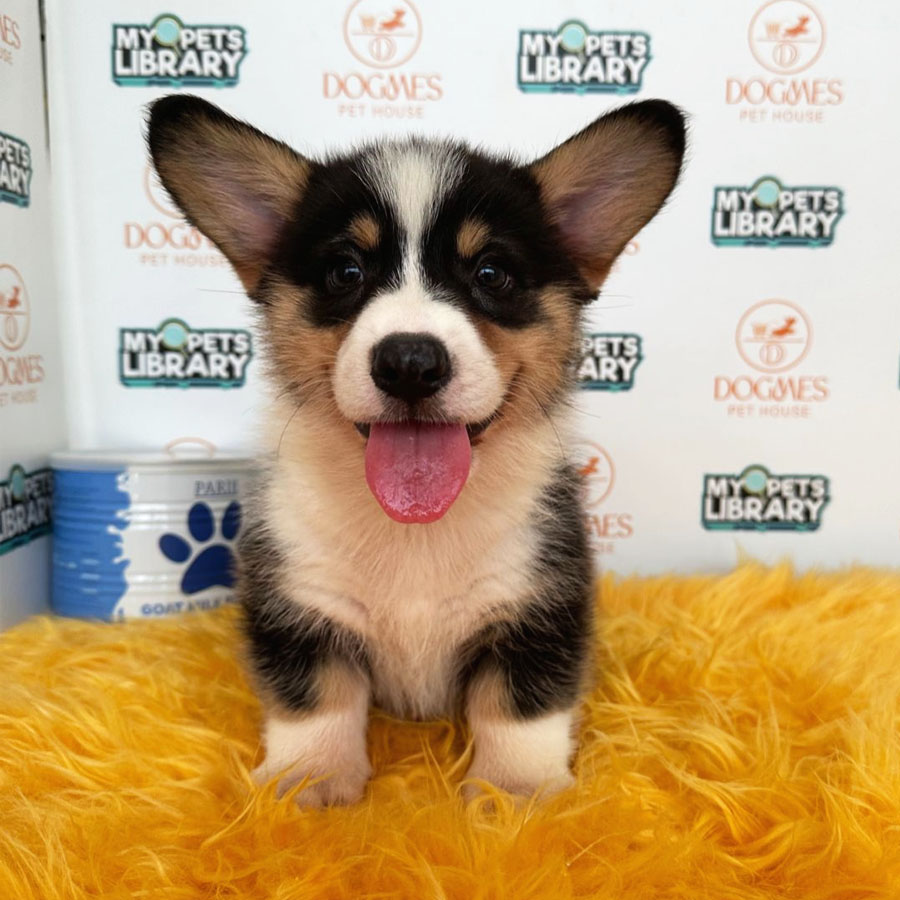 Welsh Corgi Puppy (Male) For Sale