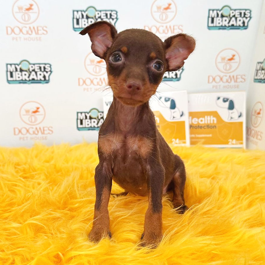 Pinscher Puppy (Female) For Sale