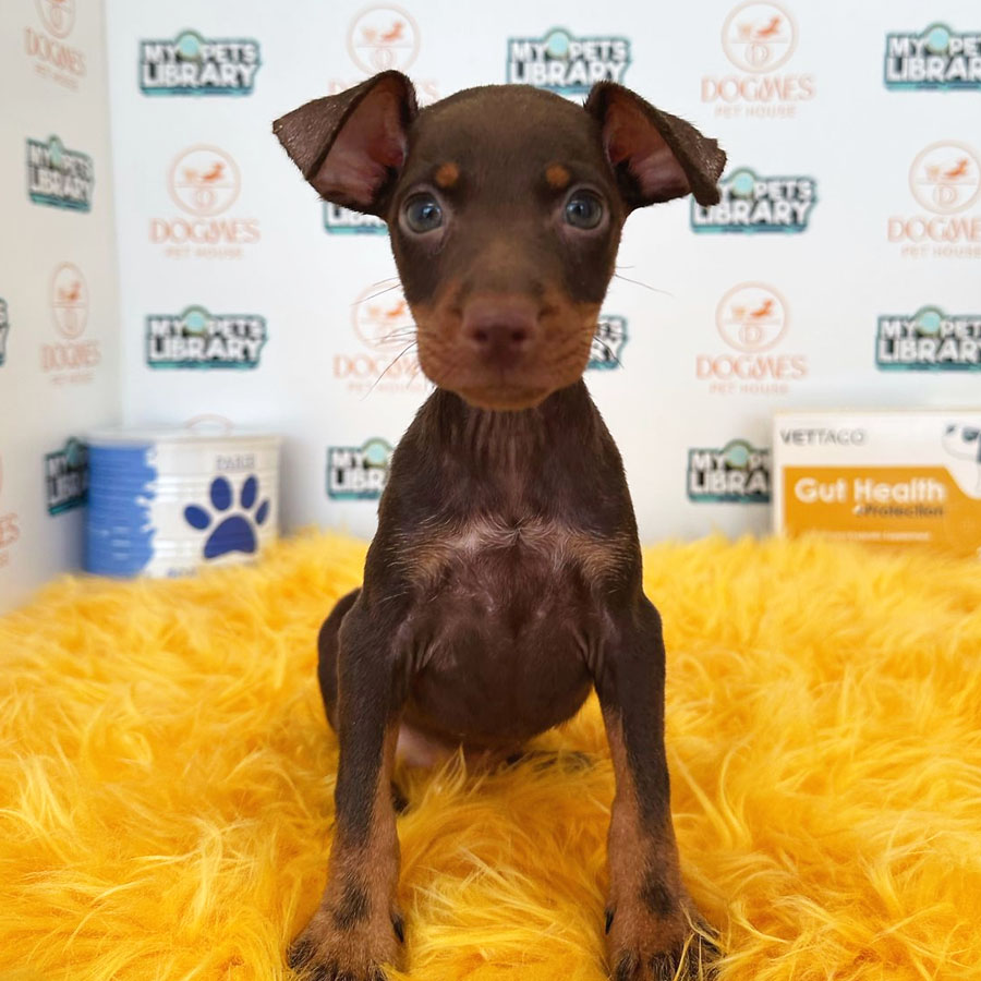 Pinscher Puppy (Male) For Sale