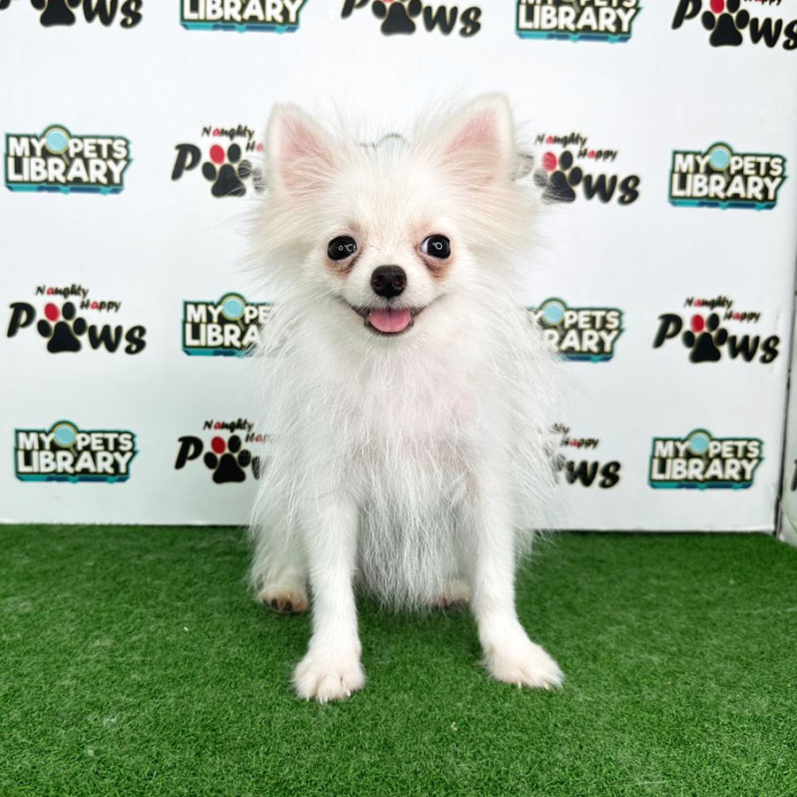 Pomeranian Puppy (Female) For Sale