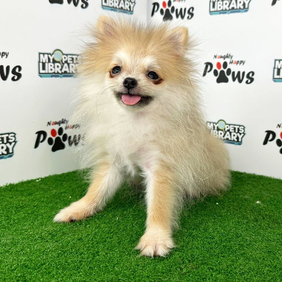 Pomeranian Puppy (Female) For Sale